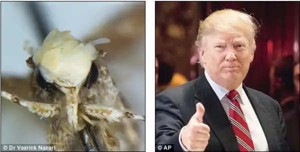 Scientist Names New Insect After Donald Trump.